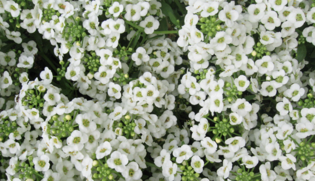 Sweet Alyssum